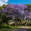 Jacaranda Mimosifolia - 100 - 120 Cm