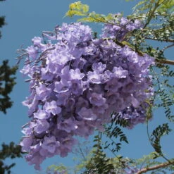 Jacaranda Mimosifolia - 100 - 120 Cm -Vendite VIDAXL 60573005 2