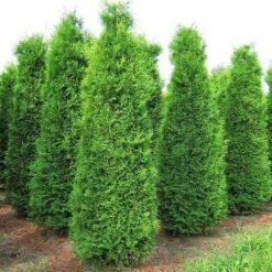 Thuja Occidentalis &8220Brabant&8221 - Ø 24 Cm
