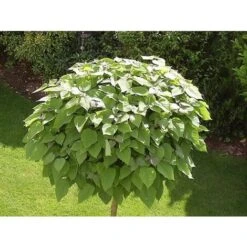 Catalpa Bignonioides "Albero Dei Sigari" Pianta In Vaso H. 60/80 Cm -Vendite VIDAXL 63684576 2