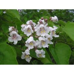 Catalpa Bignonioides "Albero Dei Sigari" Pianta In Vaso H. 60/80 Cm -Vendite VIDAXL 63684576 3