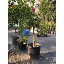 Pianta Di Agrumi Di Sicilia Limone 12 Anni In Mastellino 40 Cm ( Foto Reali ) Limone -Vendite VIDAXL 63684629 3