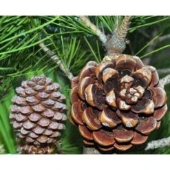 Pino Da Pinoli Domestico "Pinus Pinea" Pianta In Vaso 36 Cm H. 120/140 Cm -Vendite VIDAXL 63684649 3