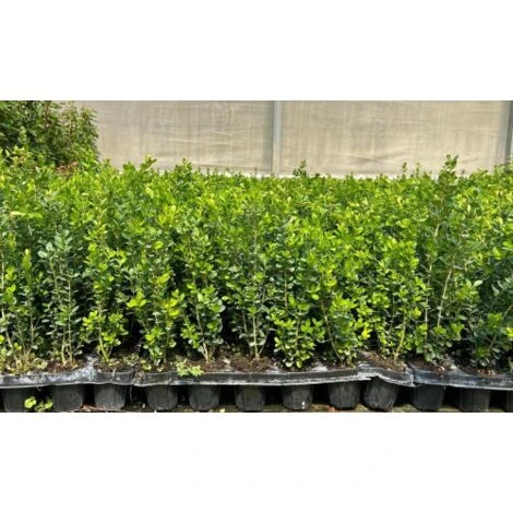 Bosso "Buxus Microphylla Faulkner" Pianta In Vaso 9 Cm 2 Bosso "Buxus Microphylla Faulkner" Pianta In Vaso 9 Cm - immagine 2