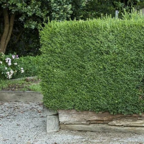 Bosso "Buxus Microphylla Faulkner" Pianta In Vaso 9 Cm 3 Bosso "Buxus Microphylla Faulkner" Pianta In Vaso 9 Cm - immagine 3