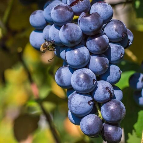 Uva Da Tavola Nera &8220Alfonso Lavalleè&8221 - Ø 12 Cm 1 Uva Da Tavola Nera &8220Alfonso Lavalleè&8221 - Ø 12 Cm