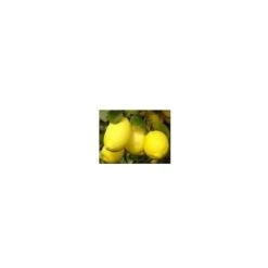 Limone Imperiale Cespuglio -Vendite VIDAXL 6839927 3