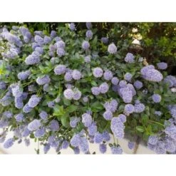 Ceanoto "Ceanothus Thyrsiflorus Repens" Lilla' Della California Pianta In Vaso 11 Cm 7 Ceanoto "Ceanothus Thyrsiflorus Repens" Lilla' Della California Pianta In Vaso 11 Cm -Vendite VIDAXL 69665841 3