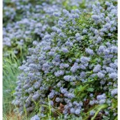 Ceanoto "Ceanothus Thyrsiflorus Repens" Lilla' Della California Pianta In Vaso 11 Cm 9 Ceanoto "Ceanothus Thyrsiflorus Repens" Lilla' Della California Pianta In Vaso 11 Cm -Vendite VIDAXL 69665841 5