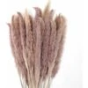 MINKUROW 30 Pezzi Di Erba Di Pampa, Bouquet Di Fiori Secchi Di Pampa Naturale Da 45 Cm Per Vasi, Decorazione Boho Camera Da Letto, Soggiorno, Casa, Decorazione Da Tavola Per Matrimoni