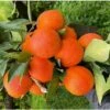 Albero Arancio Sanguinello - Agrumi