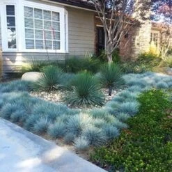Festuca Blu "Festuca Glauca Elijah Blue" Pianta In Vaso 14 Cm -Vendite VIDAXL 70317380 3
