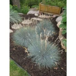 Festuca Blu "Festuca Glauca Elijah Blue" Pianta In Vaso 14 Cm -Vendite VIDAXL 70317380 4