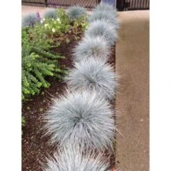 Festuca Blu "Festuca Glauca Elijah Blue" Pianta In Vaso 14 Cm -Vendite VIDAXL 70317380 5