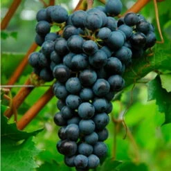 Uva Da Vino Rosso "Merlot"