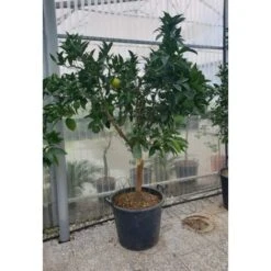 Arancio Valencia "Citrus Sinensis" Agrumi Di Sicilia Esemplari Unici Pianta In Mastello 60 Cm FOTO REALI -Vendite VIDAXL 71481749 4