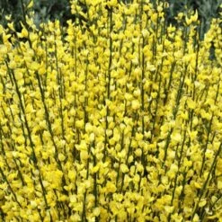 Ginestra Dei Carbonai "Cytisus Scoparius" Citiso Pianta In Vaso 9 Cm -Vendite VIDAXL 72275330 3
