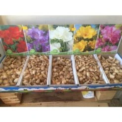 20 Bulbi Da Fiore Fresie Doppie Colori Misti