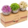 Piante Finte, Set Di Piante Finte Per Interni, 3 Mini Piante Multicolori Realistiche In Vaso, Piantine Finte Decorative In Confezione Regalo E Mobili