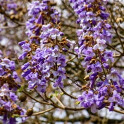 Paulownia Tomentosa - 40 - 60 Cm -Vendite VIDAXL 74471109 3