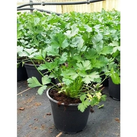 Pianta Prezzemolo 12cm H 30-50cm - Piante Aromatiche 1 Pianta Prezzemolo 12cm H 30-50cm - Piante Aromatiche
