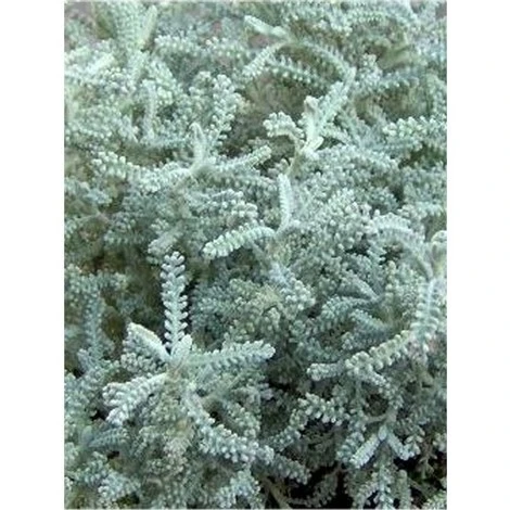 Pianta Santolina Disponibile Vaso 7cm 14cm - Piante Aromatiche 7 1 Pianta Santolina Disponibile Vaso 7cm 14cm - Piante Aromatiche 7