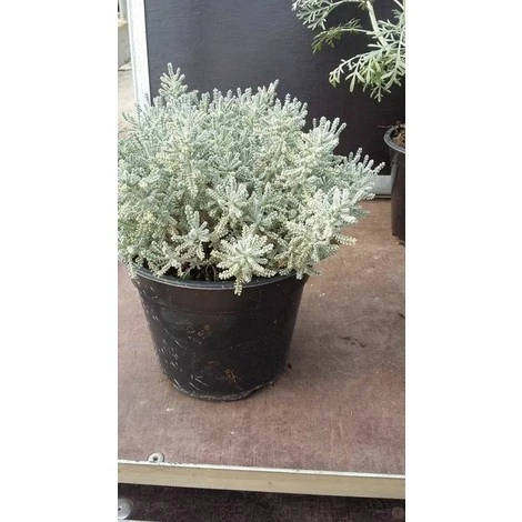 Pianta Santolina Disponibile Vaso 7cm 14cm - Piante Aromatiche 7 2 Pianta Santolina Disponibile Vaso 7cm 14cm - Piante Aromatiche 7 - immagine 2