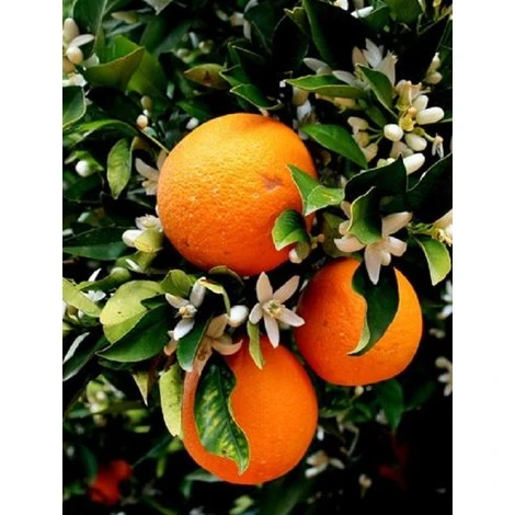 Albero Arancia 1 Albero Arancia