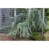 Cedro Dell'Atlante Piangente "Cedrus Atlantica Glauca Pendula" Pianta In Vaso 36 Cm H. 140/160 Cm