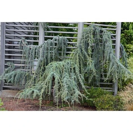 Cedro Dell'Atlante Piangente "Cedrus Atlantica Glauca Pendula" Pianta In Vaso 36 Cm H. 140/160 Cm 1 Cedro Dell'Atlante Piangente "Cedrus Atlantica Glauca Pendula" Pianta In Vaso 36 Cm H. 140/160 Cm