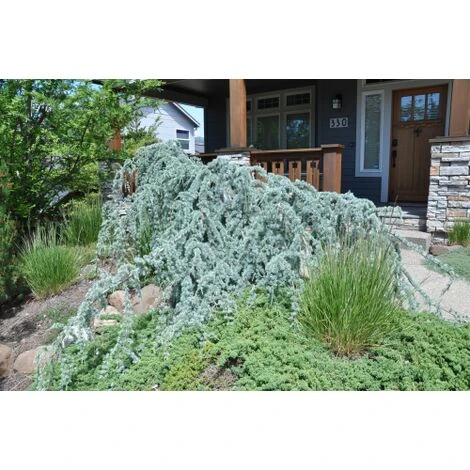 Cedro Dell'Atlante Piangente "Cedrus Atlantica Glauca Pendula" Pianta In Vaso 36 Cm H. 140/160 Cm 2 Cedro Dell'Atlante Piangente "Cedrus Atlantica Glauca Pendula" Pianta In Vaso 36 Cm H. 140/160 Cm - immagine 2