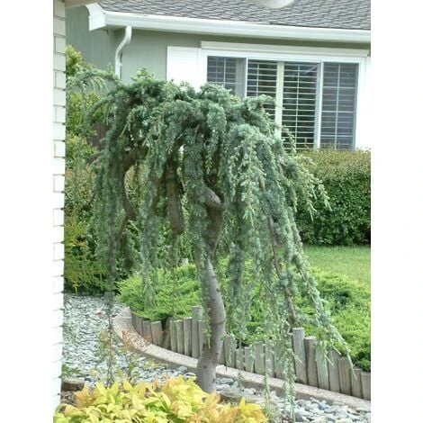 Cedro Dell'Atlante Piangente "Cedrus Atlantica Glauca Pendula" Pianta In Vaso 36 Cm H. 140/160 Cm 3 Cedro Dell'Atlante Piangente "Cedrus Atlantica Glauca Pendula" Pianta In Vaso 36 Cm H. 140/160 Cm - immagine 3