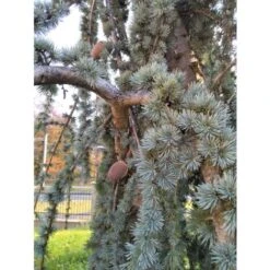 Cedro Dell'Atlante Piangente "Cedrus Atlantica Glauca Pendula" Pianta In Vaso 36 Cm H. 140/160 Cm 8 Cedro Dell'Atlante Piangente "Cedrus Atlantica Glauca Pendula" Pianta In Vaso 36 Cm H. 140/160 Cm -Vendite VIDAXL 75232313 4