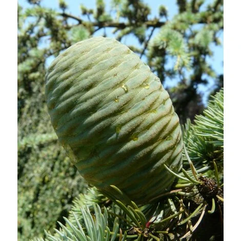Cedro Dell'Atlante Piangente "Cedrus Atlantica Glauca Pendula" Pianta In Vaso 36 Cm H. 140/160 Cm 5 Cedro Dell'Atlante Piangente "Cedrus Atlantica Glauca Pendula" Pianta In Vaso 36 Cm H. 140/160 Cm - immagine 5