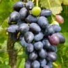Uva Da Tavola Nera "Nerò"
