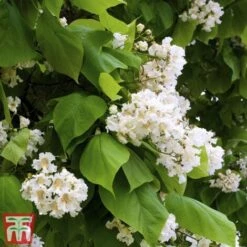Catalpa Bungei "Albero Dei Sigari" Pianta Esemplare In Mastello 60 Cm H. 3 Mt -Vendite VIDAXL 80391050 3