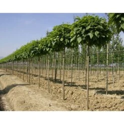 Catalpa Bungei "Albero Dei Sigari" Pianta Esemplare In Mastello 60 Cm H. 3 Mt -Vendite VIDAXL 80391050 5