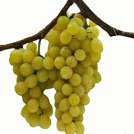 Uva Da Tavola Bianca "Moscato Giallo" 1 Uva Da Tavola Bianca "Moscato Giallo"