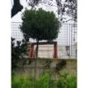 Alloro "Laurus Nobilis" Pianta Ad Alberello In Mastello 60 Cm H. 300/350 Cm FOTO REALI