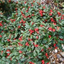 Cotognastro A Foglia Di Salice "Cotoneaster Salicifolius" Pianta In Vaso 9 Cm -Vendite VIDAXL 83831505 3