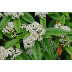 Cotognastro A Foglia Di Salice "Cotoneaster Salicifolius" Pianta In Vaso 9 Cm -Vendite VIDAXL 83831505 4