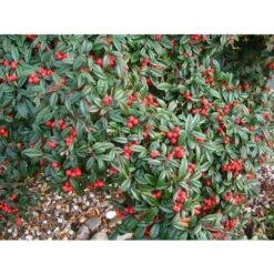 Cotognastro A Foglia Di Salice "Cotoneaster Salicifolius" Pianta In Vaso 9 Cm -Vendite VIDAXL 83831505 5