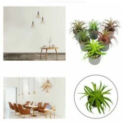 Pianta Artificiale Simulazione Di Fiori Artificiali Pianta Grassa Fresia Pianta In Vaso Simulazione Interna Fiore Decorazione Della Casa Bonsai Ornamenti Pianta Verde Pianta Di Simulazione (Marrone) -Vendite VIDAXL 85904990 4