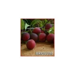 Biricoccolo - Susincocco Albero Da Frutto Intermedio Tra Susino Ed Albicocco -Vendite VIDAXL 87881265 3