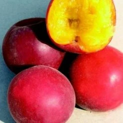 Biricoccolo - Susincocco Albero Da Frutto Intermedio Tra Susino Ed Albicocco -Vendite VIDAXL 87881265 4