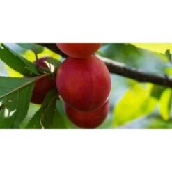 Biricoccolo - Susincocco Albero Da Frutto Intermedio Tra Susino Ed Albicocco -Vendite VIDAXL 87881265 5