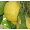 Albero Limone Amalfitano - Agrumi