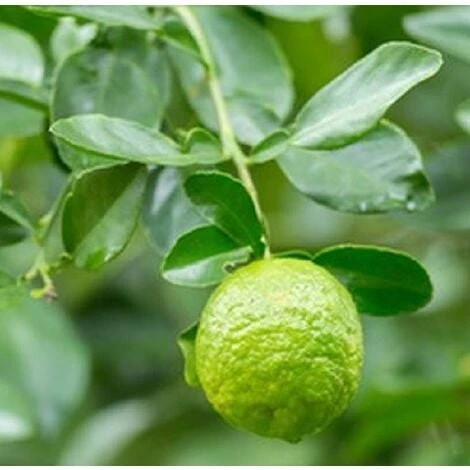 Albero Bergamotto - Agrumi 1 Albero Bergamotto - Agrumi