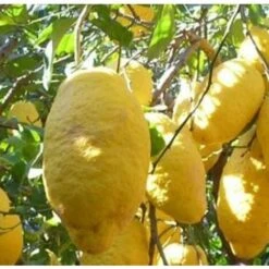 Albero Cedro - Agrumi