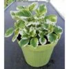 Incenso -vaso 14cm- Piante Aromatiche Plectranthus Coleoides Erbe Aromatiche